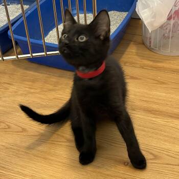 American Shorthair Cats Available for Adoption in Hull, Massachusetts - Lounge | PetCurious