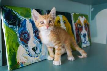 Seymor -  Domestic Short Hair Cat for Adoption in San Antonio, Texas - Seymor | PetCurious