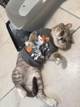 Moti -  Domestic Short Hair Cat for Adoption in Palmetto Bay, Florida - Moti | PetCurious