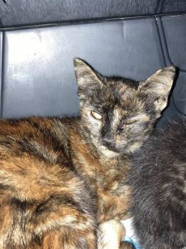MAMA RITA -  Domestic Short Hair Cat for Adoption in Long Beach, California - MAMA RITA | PetCurious