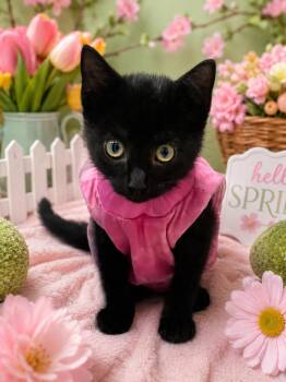 Jaycee -  Domestic Short Hair Cat for Adoption in Belleville, Michigan - Jaycee | PetCurious