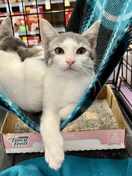 Jettie and Ace (bonded) -  Domestic Short Hair Cat for Adoption in Schertz, Texas - Jettie And Ace (bonded) | PetCurious