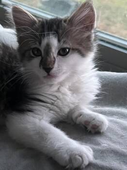 VELVET -  Domestic Long Hair Cat for Adoption in Pinedale, Wyoming - VELVET | PetCurious