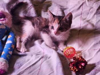 Rescue Domestic Medium Hair Cats for Adoption in Santa Fe, New Mexico - MAVIS | PetCurious