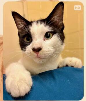 Arnie (South Carolina Four) -  Domestic Short Hair Cat for Adoption in Brewster, New York - Arnie (South Carolina Four) | PetCurious