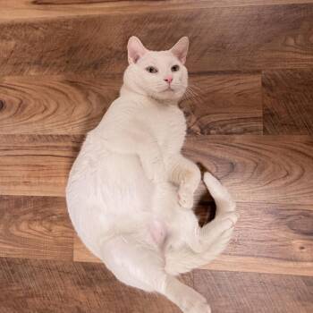 Beluga -  Domestic Short Hair Cat for Adoption in Lynchburg, Virginia - Beluga | PetCurious