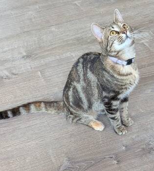Domestic Short Hair Cats Available for Adoption in Gorham, Maine - Candy | PetCurious
