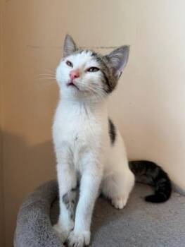 Cream Cheese -  Domestic Short Hair Cat for Adoption in Berwick, Pennsylvania - Cream Cheese | PetCurious