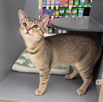 Lipstick -  Domestic Short Hair Cat for Adoption in Fort Lupton, Colorado - Lipstick | PetCurious