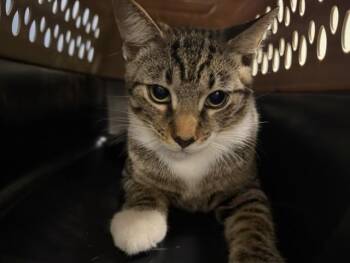CHUCHO -  Domestic Short Hair Cat for Adoption in Doral, Florida - CHUCHO | PetCurious