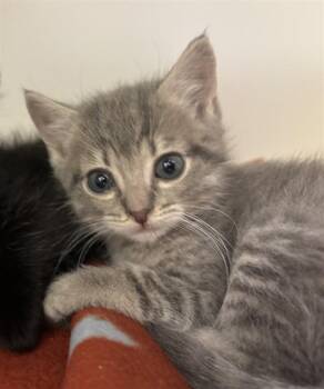 FINN -  Domestic Short Hair Cat Available for Adoption in Texas City, Texas - FINN | PetCurious