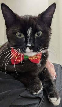 Otto -  Domestic Short Hair Cat for Adoption - Otto | PetCurious