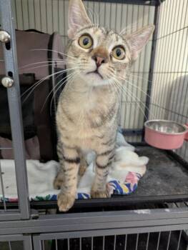 Tabby Cats Available for Adoption - Foxie | PetCurious