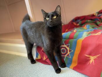 Rescue Domestic Short Hair Cats for Adoption in Charles Town, West Virginia - Raine | PetCurious