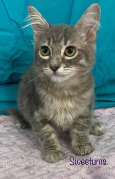 Sweetums -  Domestic Medium Hair Cat for Adoption in Dixon, California - Sweetums | PetCurious