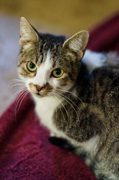 Rescue Tabby and American Shorthair Cats for Adoption in Marble Falls, Texas - Roger | PetCurious
