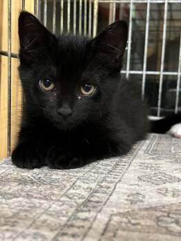 HAIL -  Domestic Short Hair Cat for Adoption in Southbury, Connecticut - HAIL | PetCurious