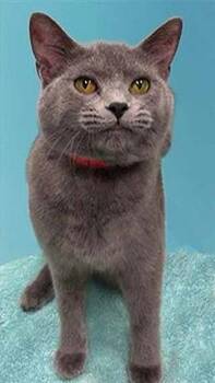 Rescue Domestic Short Hair Cats for Adoption in Peoria, Illinois - HONEY | PetCurious