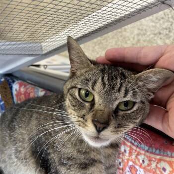 Melba -  Domestic Short Hair Cat for Adoption in Brownsboro, Alabama - Melba | PetCurious