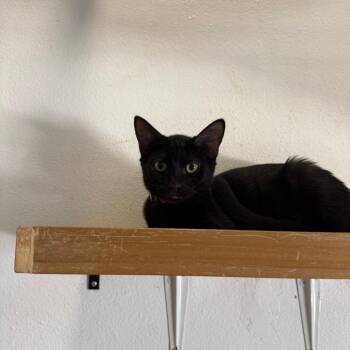 Stevie - Chino Hills Location -  Domestic Short Hair Cat for Adoption in Chino Hills, California - Stevie - Chino Hills Location | PetCurious