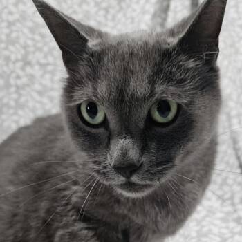 Sydney -  Domestic Short Hair Cat for Adoption in Lauderdale, Minnesota - Sydney | PetCurious