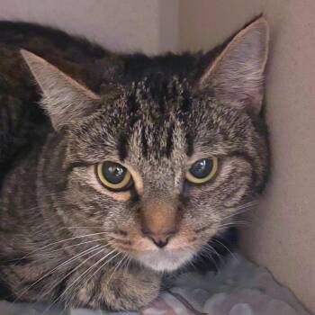 Picnic -  Domestic Short Hair Cat for Adoption in Providence, Rhode Island - Picnic | PetCurious