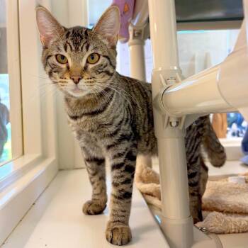 Sylveon -  Domestic Short Hair Cat for Adoption in Woodinville, Washington - Sylveon | PetCurious