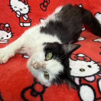 Sqwishy -  Domestic Long Hair and Domestic Short Hair Cat for Adoption in Janesville, Wisconsin - Sqwishy | PetCurious