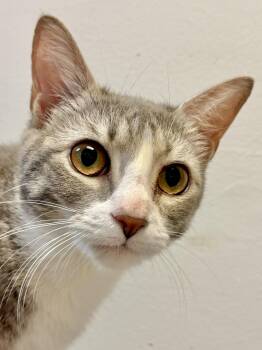 Kandy -  Domestic Short Hair Cat for Adoption in Herndon, Virginia - Kandy | PetCurious