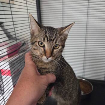 Chad -  Domestic Short Hair Cat for Adoption in Dallas, Texas - Chad | PetCurious