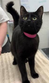 WINIFRED WAFFLES -  Domestic Short Hair Cat for Adoption in Peoria, Illinois - WINIFRED WAFFLES | PetCurious