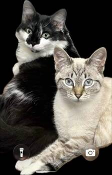 Pandora -  Siamese and Domestic Short Hair Cat for Adoption in Crescent City, Florida - Pandora | PetCurious