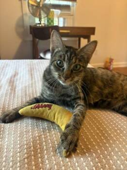 Emmy -  Domestic Short Hair Cat for Adoption in Austin, Texas - Emmy | PetCurious