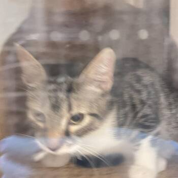 Ruuler -  Domestic Short Hair Cat for Adoption in Philadelphia, Pennsylvania - Ruuler | PetCurious