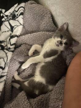 Mustachio Pistachio -  Domestic Short Hair Cat for Adoption in Chicago, Illinois - Mustachio Pistachio | PetCurious