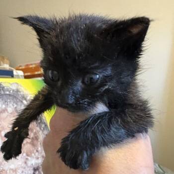 Accent -  Domestic Short Hair Cat for Adoption in Kanab, Utah - Accent | PetCurious
