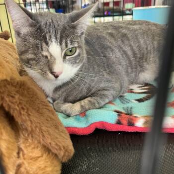 Domestic Short Hair Cats Available for Adoption - Elsa R.  | PetCurious