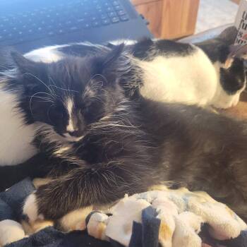 Domestic Short Hair Cats Available for Adoption - Timothy | PetCurious