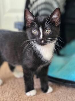 Rescue Domestic Short Hair Cats for Adoption in Huntley, Illinois - Breve | PetCurious