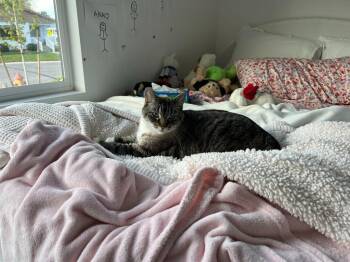 Beverly -  Domestic Short Hair Cat for Adoption in Millcreek, Utah - Beverly | PetCurious