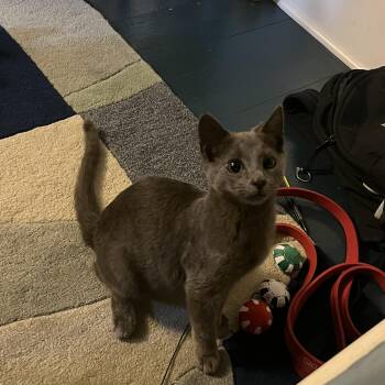 Thali -  American Shorthair Cat for Adoption in Highland Park, New Jersey - Thali | PetCurious
