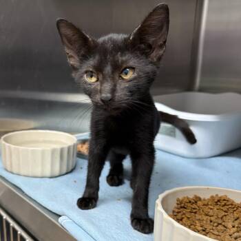 Batty -  Domestic Short Hair Cat for Adoption in Hinesville, Georgia - Batty | PetCurious