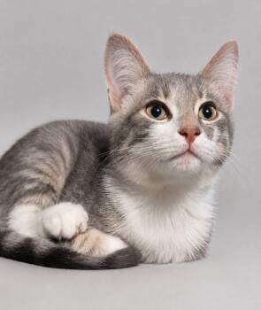 Smoky -  Domestic Short Hair Cat for Adoption in Cromwell, Kentucky - Smoky | PetCurious