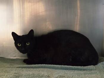 Domestic Short Hair Cats Available for Adoption in Martinez, California - INKY | PetCurious