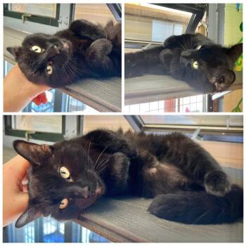 Stormy -  Domestic Short Hair Cat for Adoption in New York, New York - Stormy | PetCurious