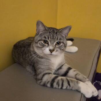Domestic Short Hair Cats Available for Adoption in Minneapolis, Minnesota - Greyson | PetCurious