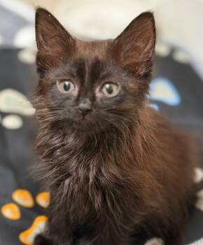 StephanieH 2 -  Domestic Short Hair Cat Available for Adoption in Leonardtown, Maryland - StephanieH 2 | PetCurious