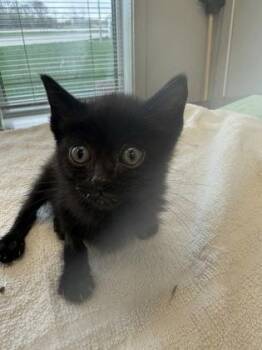 Domestic Short Hair Cats Available for Adoption in Lafayette, Indiana - Fish | PetCurious