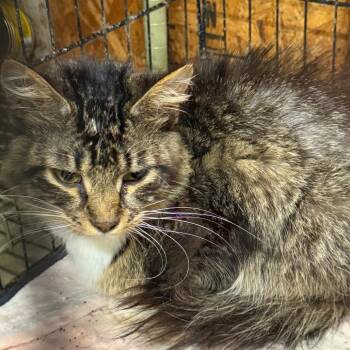 Indigo (The Forgotten) -  Domestic Long Hair Cat for Adoption in Lancaster, Ohio - Indigo (The Forgotten) | PetCurious
