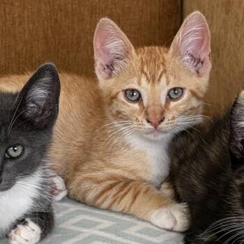 Sunny -  Domestic Short Hair Cat for Adoption in Long Beach, California - Sunny | PetCurious